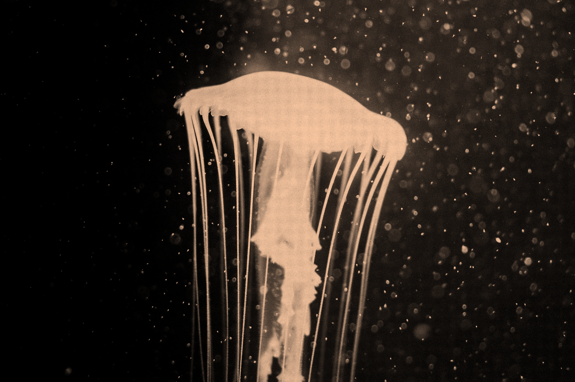 meduse.png
