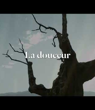 Dominique A - La douceur (Lyrics Video)
