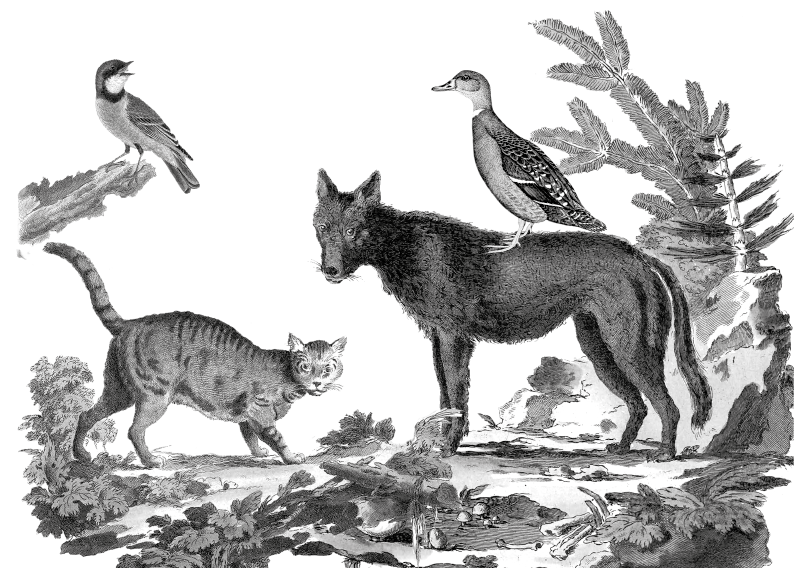 pierre_et_la_loup.png